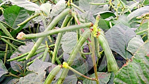 Vigna mungo urad bean black gram young green fruits